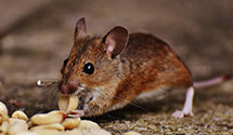 24 Hour & Emergency Exterminators in Nisbet, PA